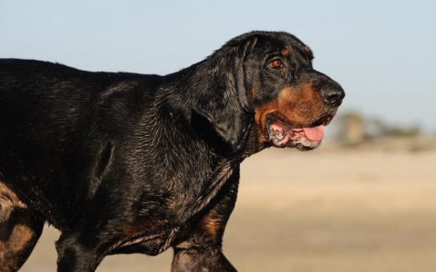 Black and Tan Coonhound