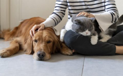 9 Signs Your Pet Is Jealous (and How to Stop It)