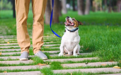 How To Train a Dog With Positive Reinforcement