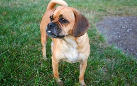 Puggle