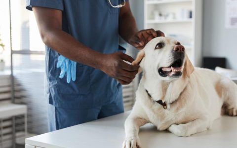 Neurological Disorders in Dogs