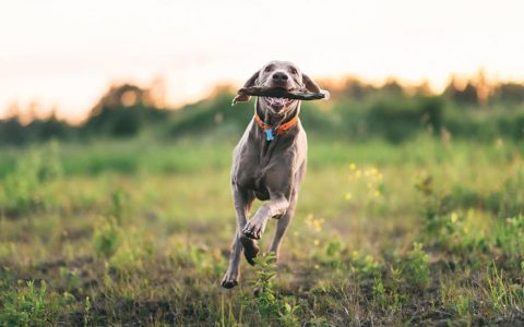 Weimaraner