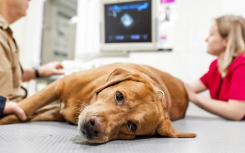 Insulinoma in Dogs