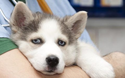 How to Treat H3N2 Flu in Dogs