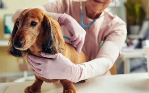 Lupus in Dogs