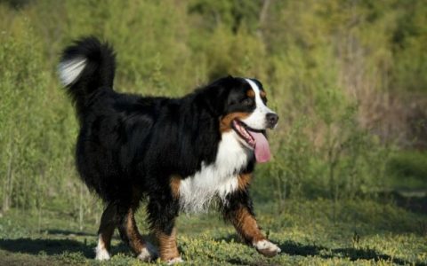 Kidney Failure and Excess Urea in the Urine in Dogs