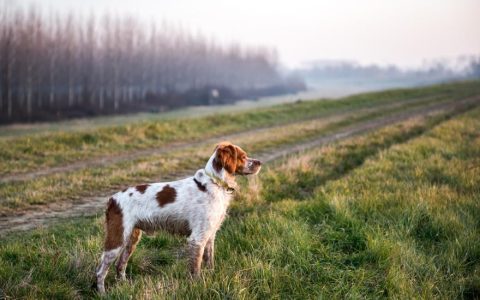 How To Get Flies off Your Dog