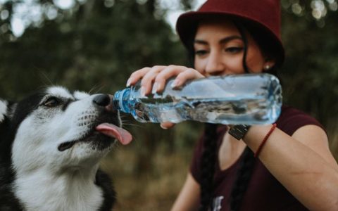 Why Is My Dog Drinking a Lot of Water?