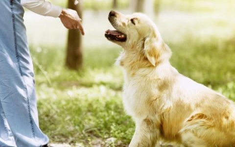 3 Must-Know Dog Commands for Visiting Family