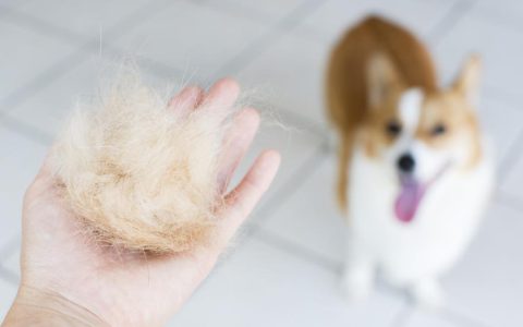 Why Is My Dog Shedding So Much?