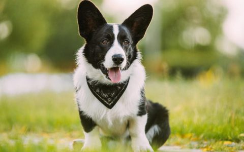 Cardigan Welsh Corgi