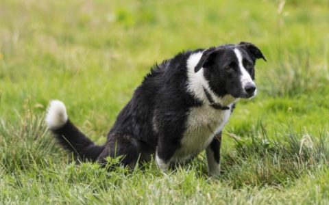 Posterior Displacement of the Bladder in Dogs