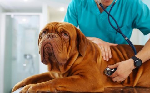 Pemphigus in Dogs