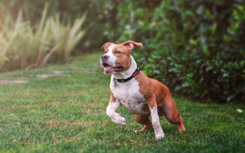 American Staffordshire Terrier