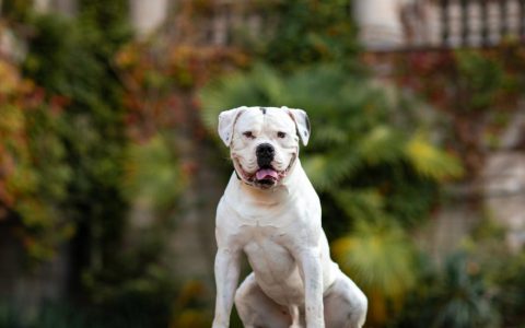 American Bulldog