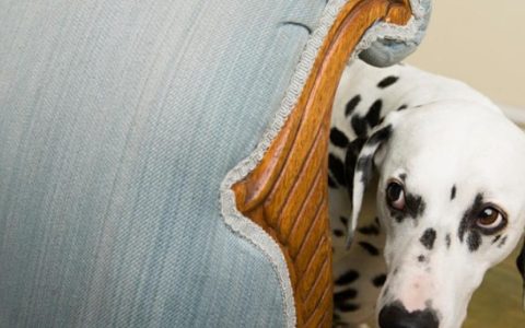 You’re Not a Bad Pet Parent If Your Dog Doesn’t Like Kids