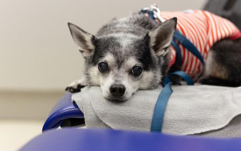 Kidney Failure in Dogs