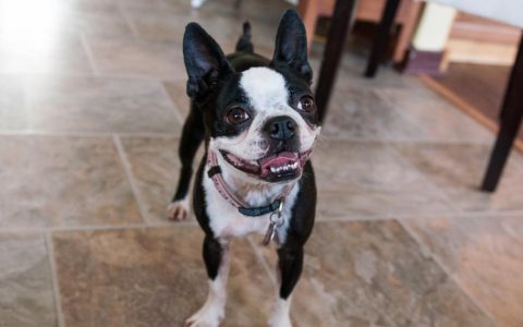 Boston Terrier