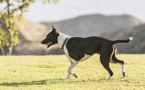 Mountain Cur