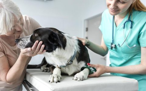 Cancer in Dogs: Symptoms, Types, and Treatment