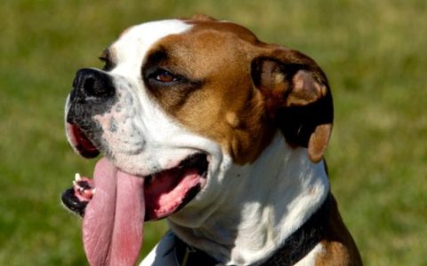 Why Do Dogs Pant? Is Your Dog Panting Too Much?