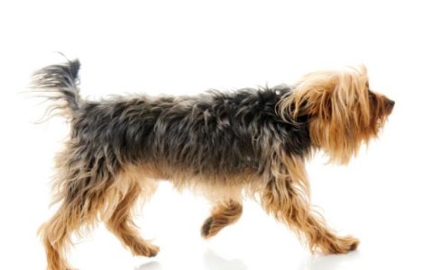 Incoordination of the Legs in Dogs