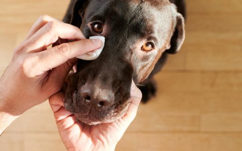 Watery Eyes (Epiphora) in Dogs