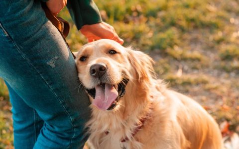 8 Surprising Things Your Dog Can Sense