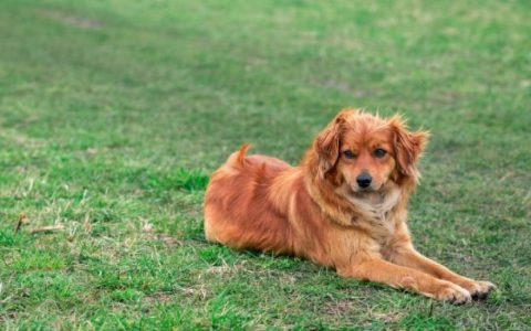 Blood Related Deficiencies in Dogs