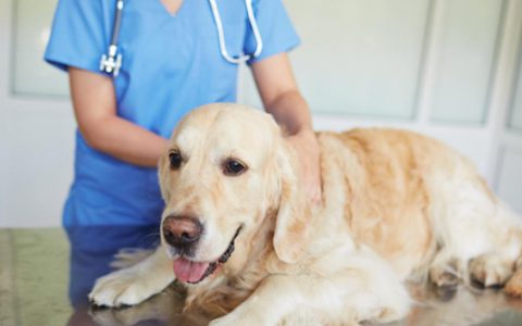 10 Reasons Why Your Pet Might Need a Rectal Exam