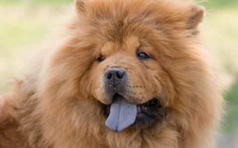 Chow Chow