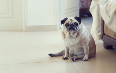 Obesity in Dogs