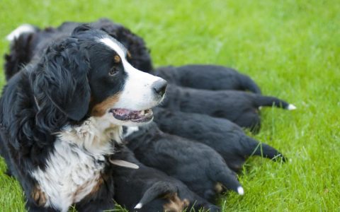 Eclampsia in Dogs