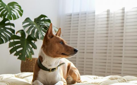 Basenji