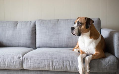 Tips for Keeping Your Dog Off the Furniture