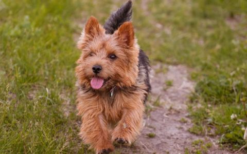 Norwich Terrier