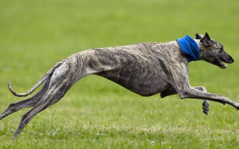 Greyhound