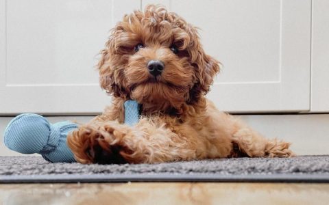 Cavapoo