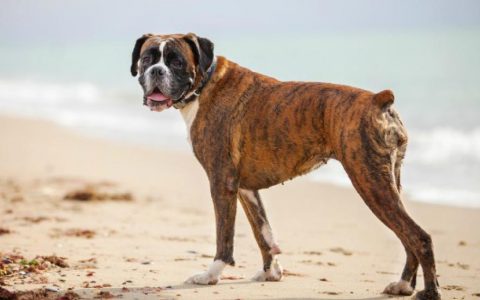 Cardiomyopathy in Boxer Dogs