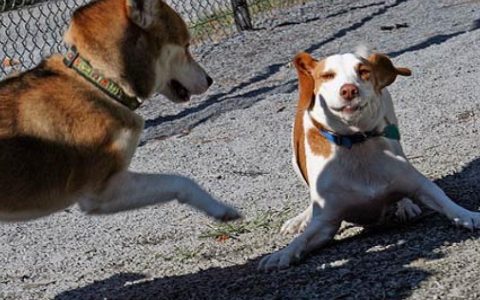 Proper Etiquette at the Dog Park